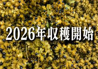 2026年日本山椒の収穫開始